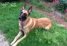 Raza de perro pastor belga pastor belga aleman