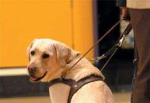 Perro Guía
