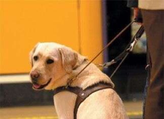 Perro Guía
