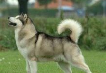 Perro Alaska Malamute perro alaskan malamute