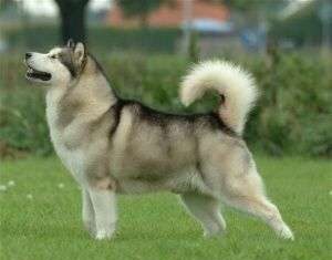 Perro Alaska Malamute perro alaskan malamute