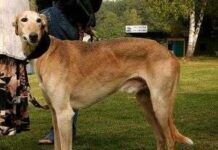 Perro Lebrel polaco perro lebrel