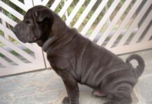 Algunas Razas De Perros