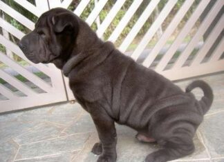 Algunas Razas De Perros