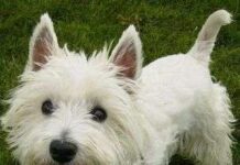 Perros Westies perro westie