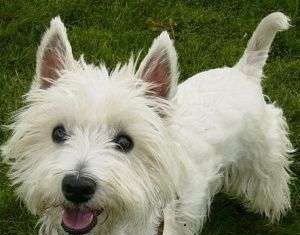 Perros Westies perro westie