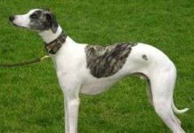 Raza de perro Whippet perro whippet