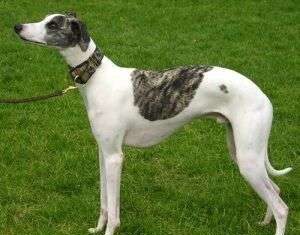 Raza de perro Whippet perro whippet