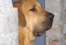 El sentido más destacado