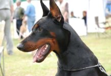 Perro de raza Doberman