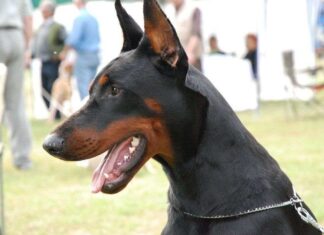 Perro de raza Doberman