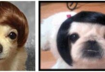 Pelucas para Perros ¿Crees que les gustaría?