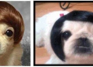 Pelucas para Perros ¿Crees que les gustaría?