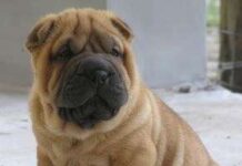 Shar Pei