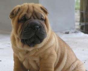 Shar Pei