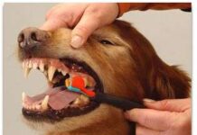 Dentadura Canina