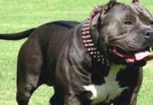 Razas de perros más agresivos