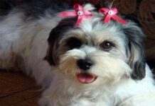 Cuando Cruzar A La Perra