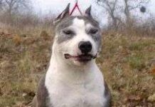 Raza de perro American Staffordshire Terrier o Amstaff perro amstaff