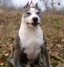 Raza de perro American Staffordshire Terrier o Amstaff perro amstaff