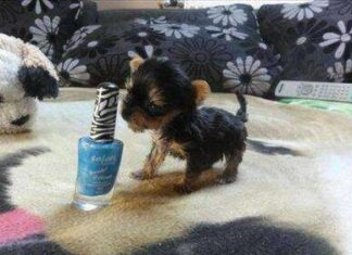 El cachorro más pequeño del mundo