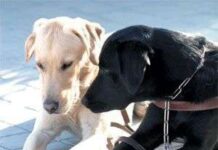 Perros Con Garrapatas