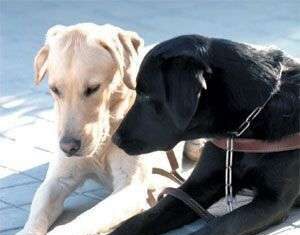 Perros Con Garrapatas