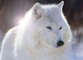 El Lobo Siberiano