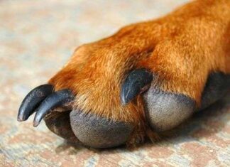 Las Uñas Del Perro
