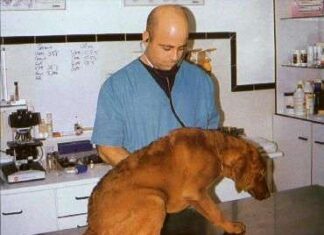 Heridas En Perros