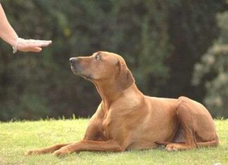 Educar un perro