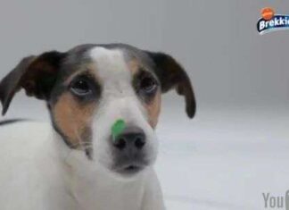 Un Vídeo Original que anima a la Adopción de Mascotas