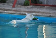 Comprende a tu mascota perruna