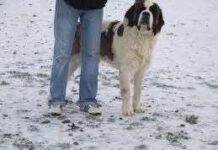 Como enseñar a tu perro a caminar con correa Viajar con mascotas