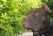 Un cachorro para Navidad no es una buena idea