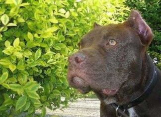 Un cachorro para Navidad no es una buena idea
