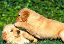 Los perros Golden Retriever