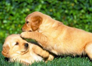 Los perros Golden Retriever