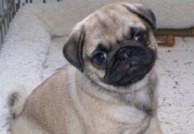 El CELO en las HEMBRAS ¡Perros y Cachorros! El CELO en las HEMBRAS ¡Perros y Cachorros!