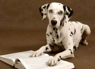 La inteligencia de los perros