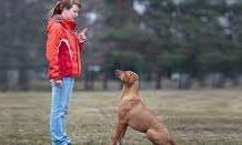 Los Perros Buenos viven más