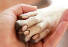 El mejor amigo del hombre