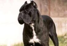 Perro guardián ¿Son peligrosos? Perro guardián ¿Son peligrosos?