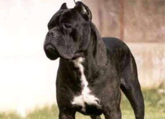 Perro guardián ¿Son peligrosos? Perro guardián ¿Son peligrosos?