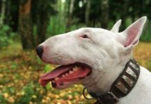 El mejor amigo de un invidente: un perro guia