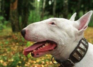 El mejor amigo de un invidente: un perro guia