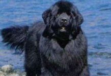 Tips para evitar que el perro tire de la correa