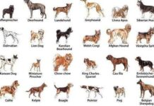 Razas de perros