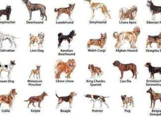 Razas de perros