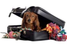 Vacaciones blancas con mi perro